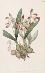 Encyclia pyriformis